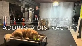 CCUI CERTIFICATION - Reorienting at Crates ￼