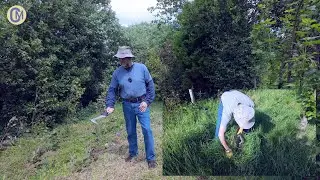 Regnans vegetation control 🌱