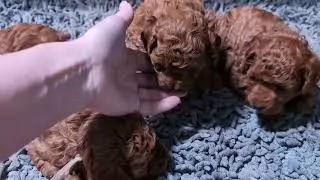 Rosie's 4 Red Poodle PuppiesThey received their first grooming session Please check out our Website