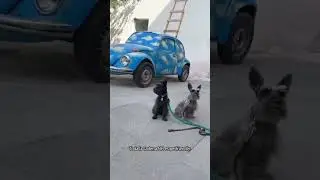 El hotel NH de Quer&eacute;taro acepta perritos.