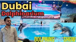 DUBAI DOLPHINARIUM | Dolphin and Seal Show in Creek Park | Kids Indoor Activities in Children's City