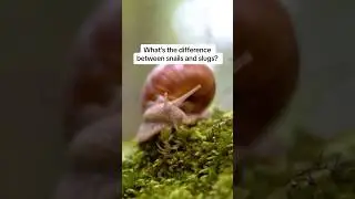 Улитки и слизни: в чём разница? #naturepbs #wildlife #animalshorts #slug #snail
