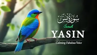 Surah Yasin ❤️ Heart-Touching & Powerful Recitation | The Qur’an That Heals the Soul | Fatima Quran