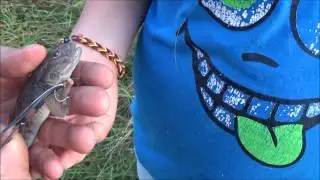 Grundel schluckt selbst Zanderhaken Gr. 1