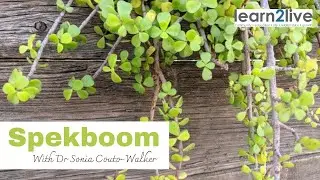Spekboom