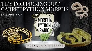 Tips For Picking Out Carpet Python Morphs-Tigers, Jags and Zebras