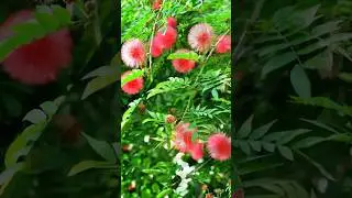 Discover Red Powder Puff Tree  #shorts #red #powderpuff #tree @Plants-World