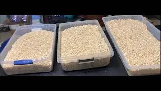 Shelled Corn production for 2025
