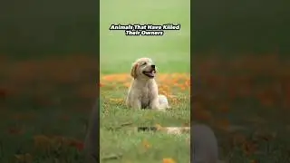 Animals That Have Killed Their Owners #shorts