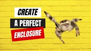 How to Easily Create the Perfect Set Up for a Jumping Spider in 2023
