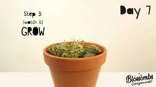 Blossombs seed bombs: how it works!