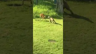 Deer plays with dog (MUST SEE!!!)