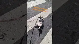 Earthworm dance on crosswalk. Hurry up!🚦😱