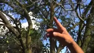 Simix AgPlus Citrus Tree Cleaner: New Growth & Cleaning Residue