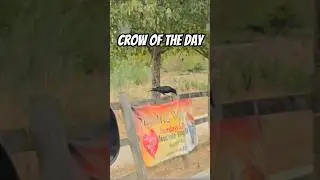 Crow of the Day #folklore #corvid #halloween