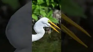 How to catch fish of Great Egret bird#nature #wildlife #birds #shorts #subscribe