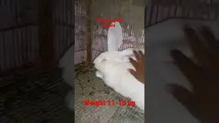 felimish gaint angora😍 #rabbits #shorts #felimishgaintanogora #originalgaintangora