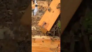Losing grip of bee frame inspectiving hive slow motion #beekeeping #beehive #shorts #fail #bees