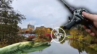 URBAN PERCH FISHING GONE WRONG!