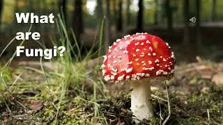 Fungi: Earth's hidden network and decomposers