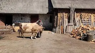 This is what the real village life of an elderly grandfather and grandmother looks like