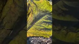 Nature textures beautiful leaf pattern #shorts