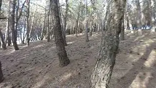 The best place to relax / The noise of silence The forest ... place of solitude