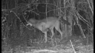 Backyard Trail Cam; Log Cam Video; 2025 South Louisiana