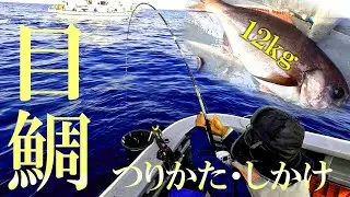 メダイのコマセ釣り解説動画～実践も～