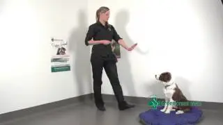 Teaching your Puppy how to Stay