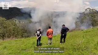 Caring on Githabul Country | WWF-Australia