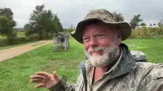 Permaculture and pig feed