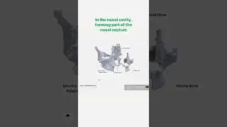 Vomer - Anatomy Quiz