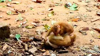 nice clips, little monkey Nori attacked with little strangers monkey while mommy Libby not good .