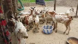 Sonu No.1 goat farm 🐐machhlishar jaunpur. Mob.no(9011844618)📞#punjab #goat #aajtak #trending #viral