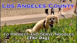 Los Angeles County: to Protect and Serve Noodles (the Dog)