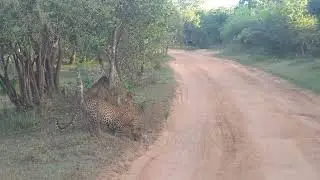 Lucus the Male Leopard Drinking Water at Waterhole | Most Photographed Leopard in the World!