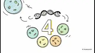 Study this ONCE and secure 8 - 10 marks | Mitosis vs Meiosis. (Zero Noise)
