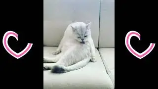 Cats Grooming and Cleaning Themselves - Funny Compilation - Part 3