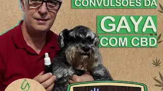 Cannabis veterin&aacute;ria controla convuls&otilde;es de cachorro com epilepsia