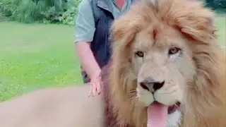 Big Male Beautifull Lion