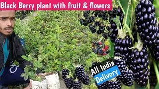 Black Berry plant with fruit & flowers/All India Home Delivery available/ 90623 49546