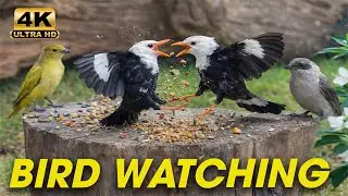Cat TV for Cats to Watch 😺 Featuring Soothing Bird Watching 🐦 and Nature Sounds