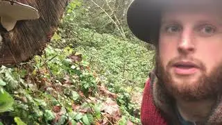 Harvesting Ganoderma applanatum for tea