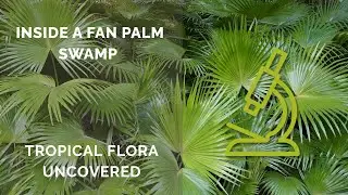 Biodiversity in a Fan Palm Swamp: Forgotten Flora Revealed