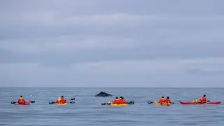 What is a Kayak Experience Like?