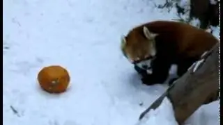 A Red Panda Wrestles With A Pumpkin