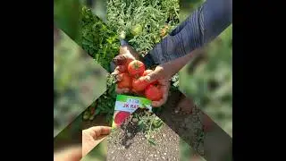 JK Ratan