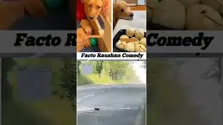 cute animals funny video trending shorts 🥰 #funnycomedyshort #cuteanimalsfunnyvideos #funnycomedy