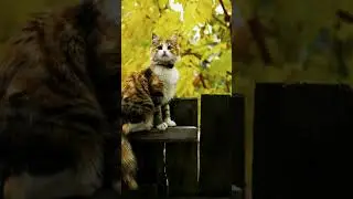 #Cats #CuteCats #FunnyCats #CatStory #CatVideos #CatLovers #MyPets #PetCats #CatLife #LoveCats❤️😺❤️